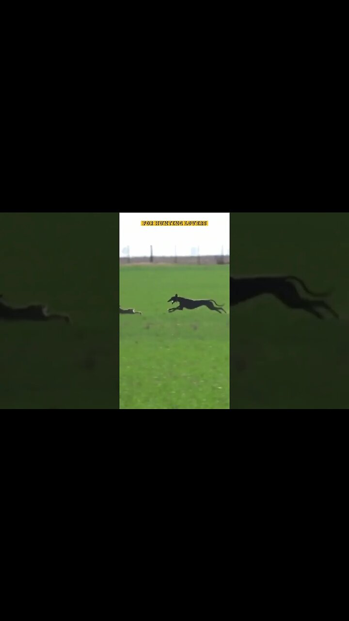 OMG 😱 unbelievable Hare 🐇 with high speed chasing from two Greyhounds Dogs 🐕 Galgos y liebres
