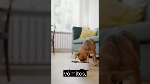 O chocolate pode ser venenoso para os cães #curiosidades #satisfatório #shorts #funny