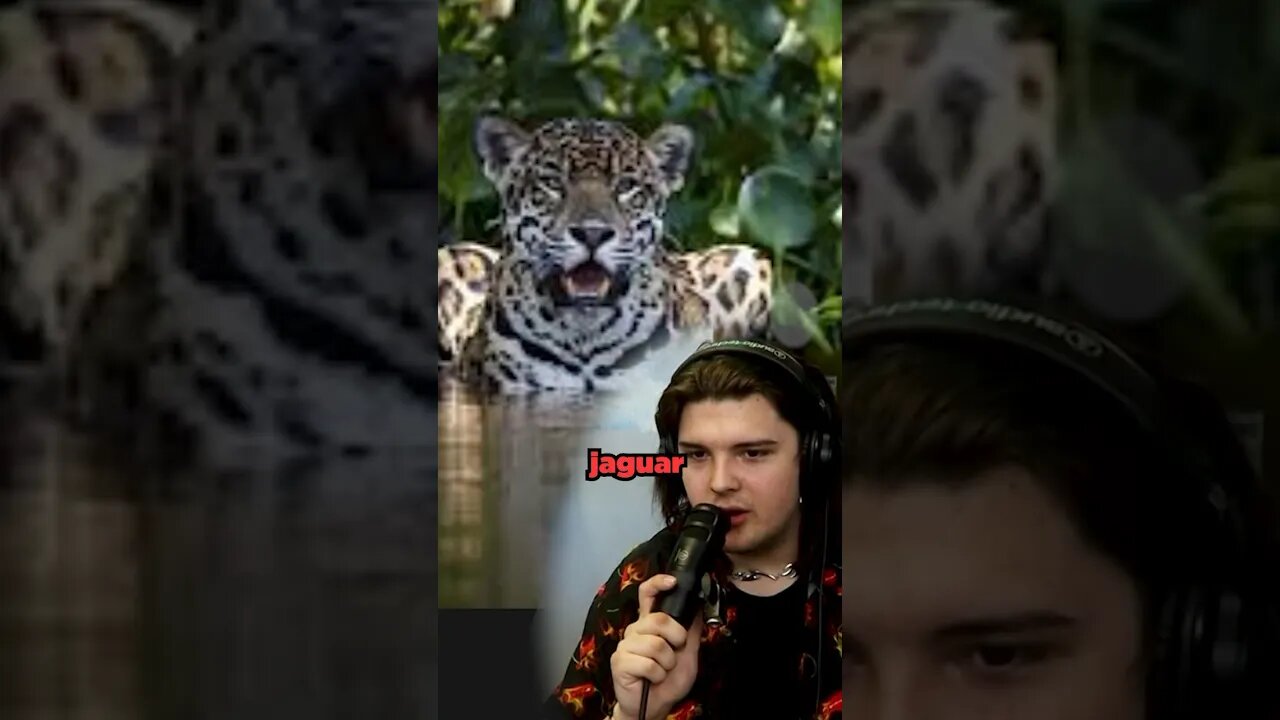 not the right answer? 🤣 #shorts #funny #funnymoments #comedy #vs #wildlife