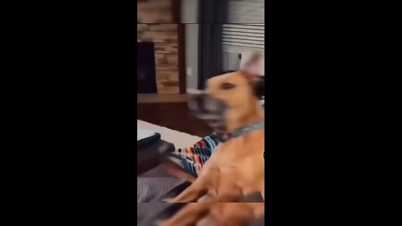 funny dogs compilation.