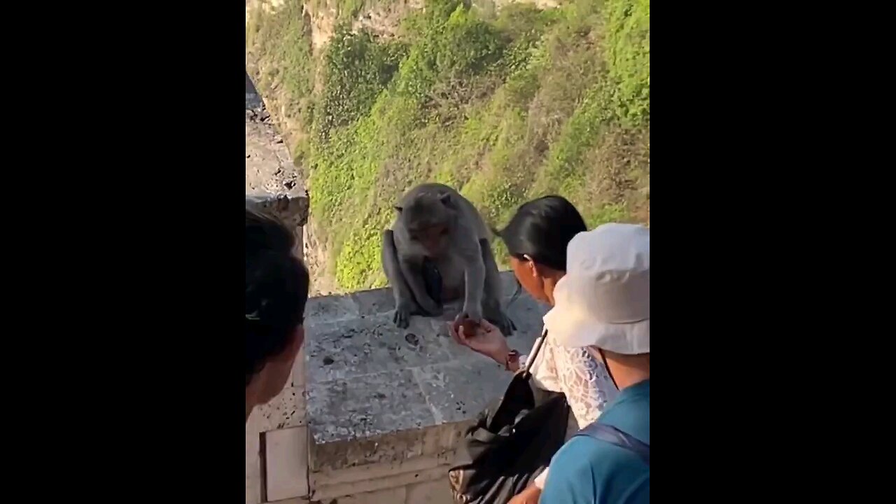 Monkeys in Bali 🐒