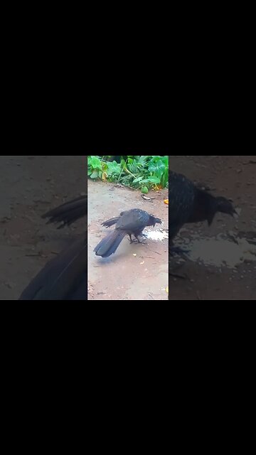 Jacu e seus filhotes com fome em busca de comid