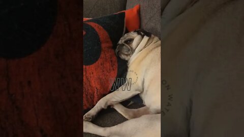 Princess Peach the Pug and her gross nap noises #shorts