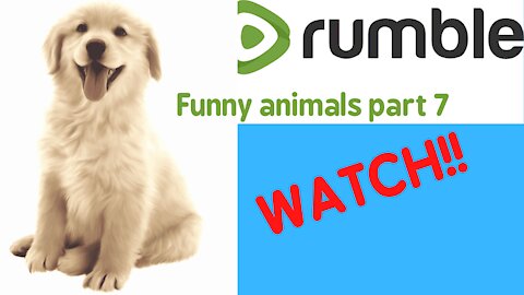 Funny animals comedy's funny part7