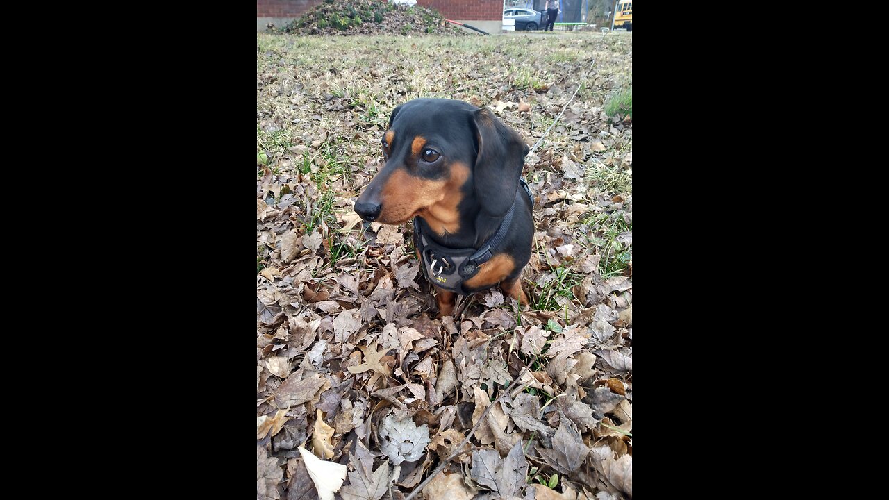 Ballin' Dachshund