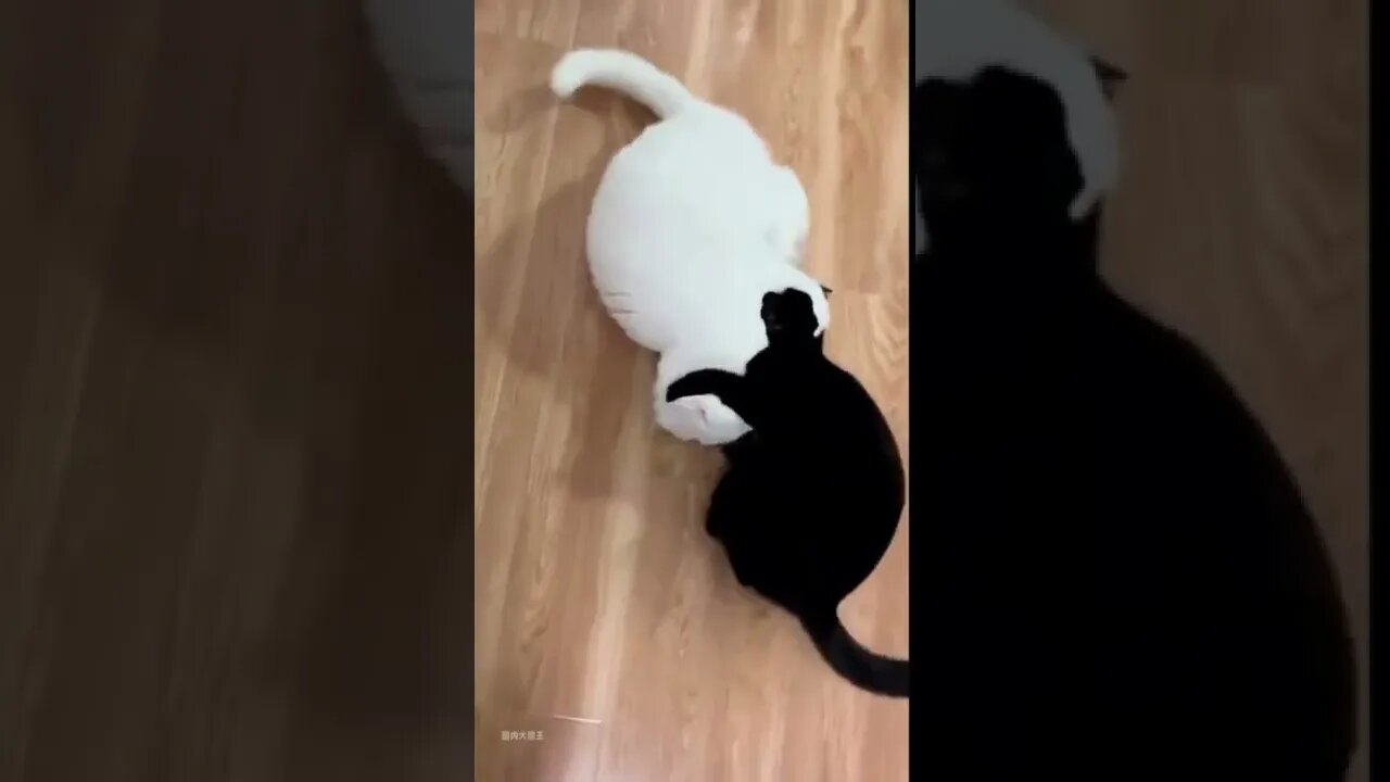 一个师傅教的,破不了招啊#搞笑 #猫咪 #猫 #萌宠 #万万没想到 #惊不惊喜意外不意外 #娱乐评论大赏#shorts