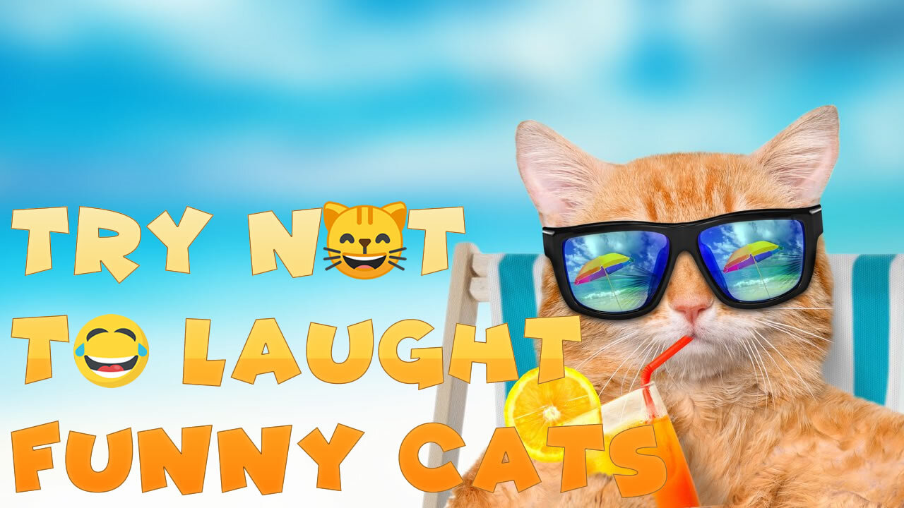 Try Not To Laugh - Funny Cats Videos