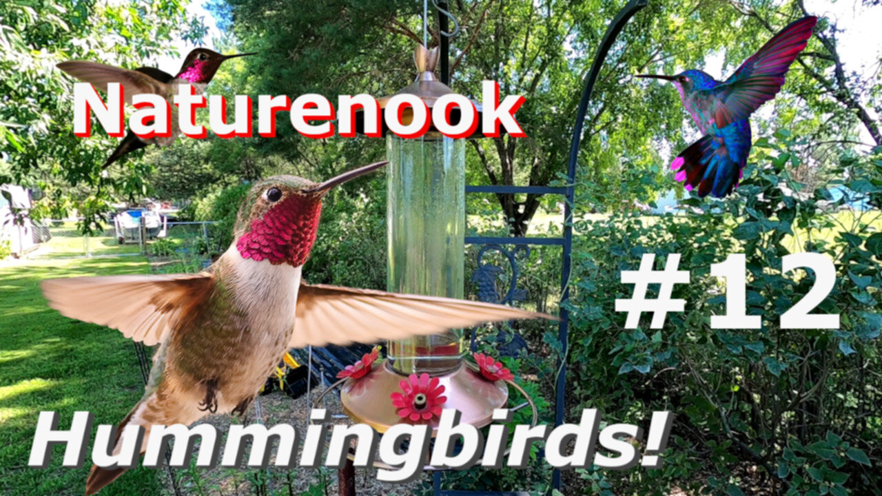 Hummingbird Cam Fight ALPHA GREEN Defends Territory - Beautiful Birds in flight #12