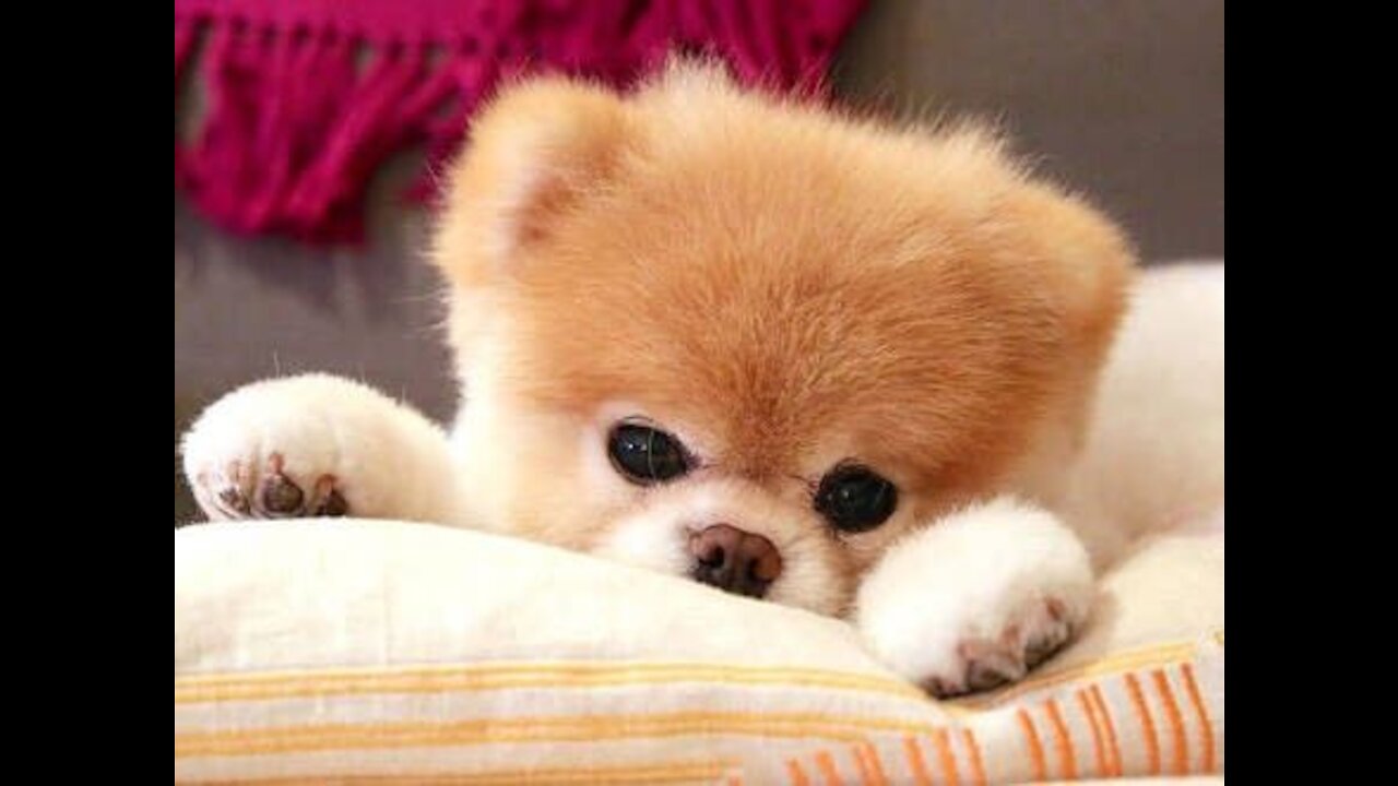 😍 Cute Funny and Smart Dogs Compilation - Cute VN