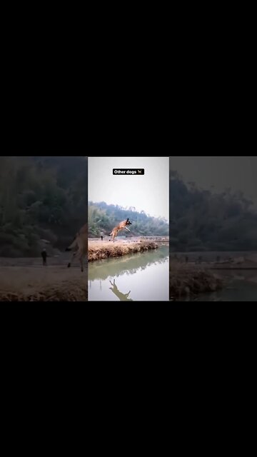 King dog 😱❤️ #shorts #youtube #dog