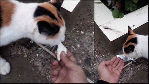 Feeding Stray Cat With Hand