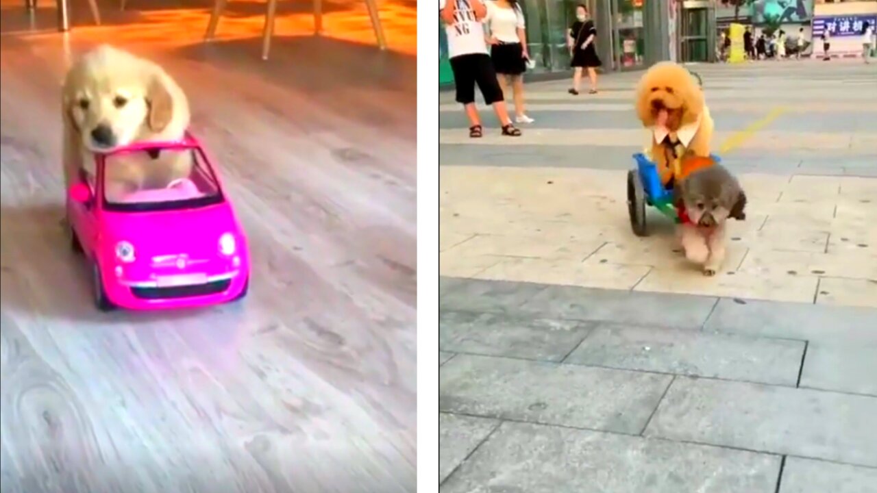 dog training near me | smart dog want to help me and he want to drive this car