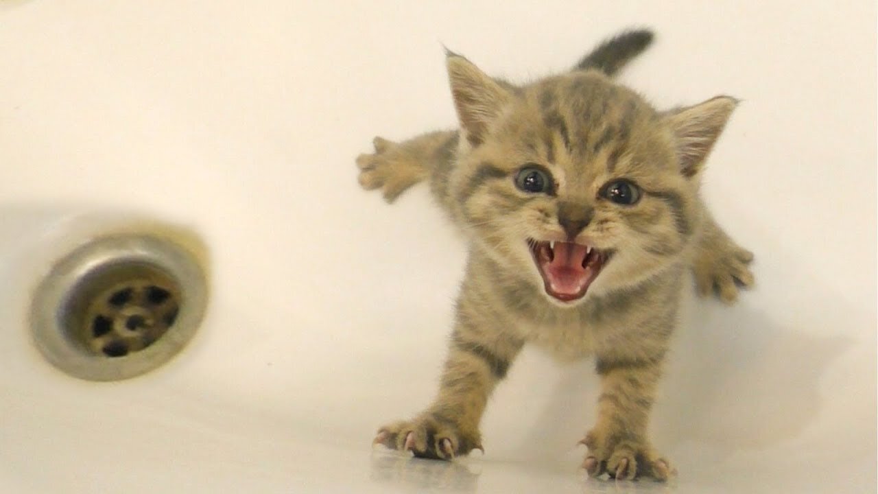 Kitten Does Not Want To Bath And Meows Loudly