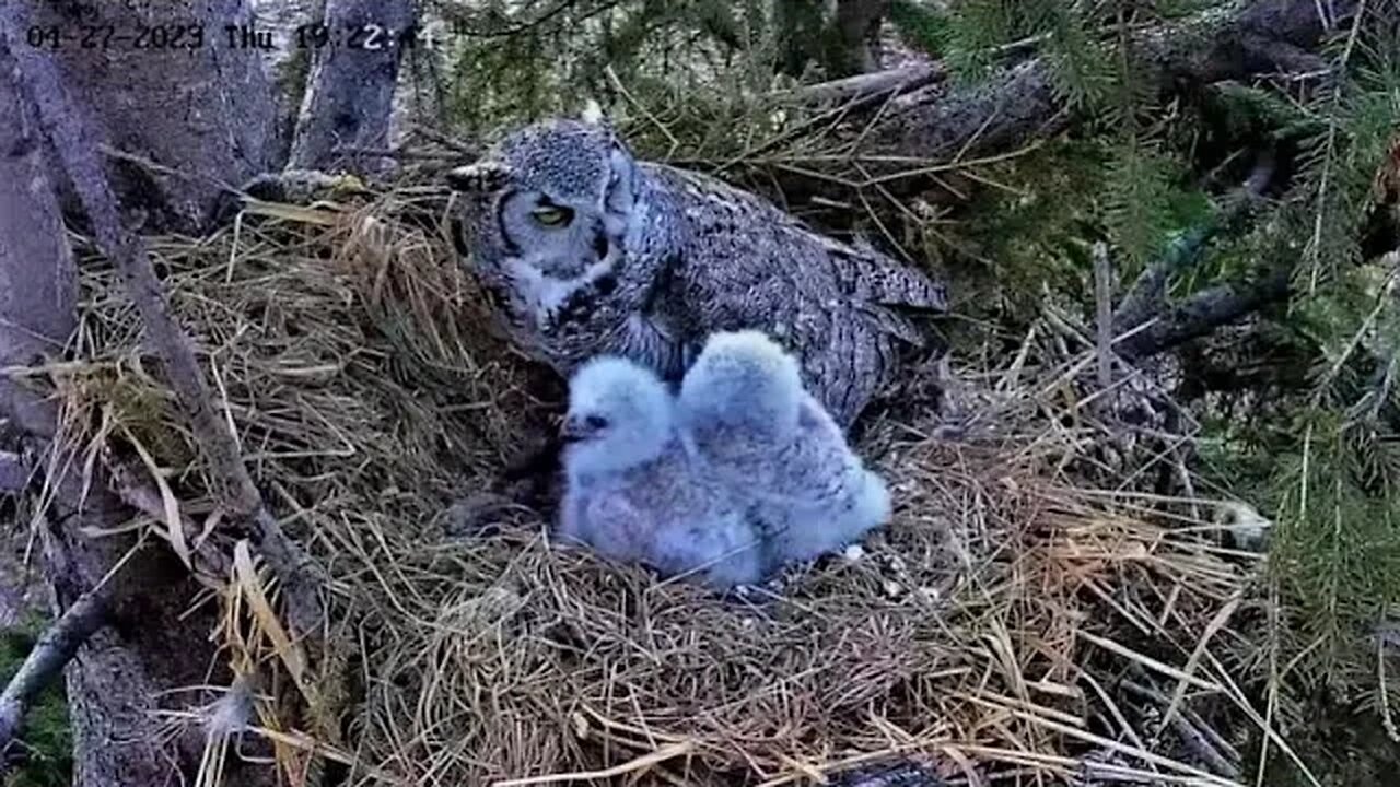 Dinnertime For The Owlets 🦉 04/27/23 19:22
