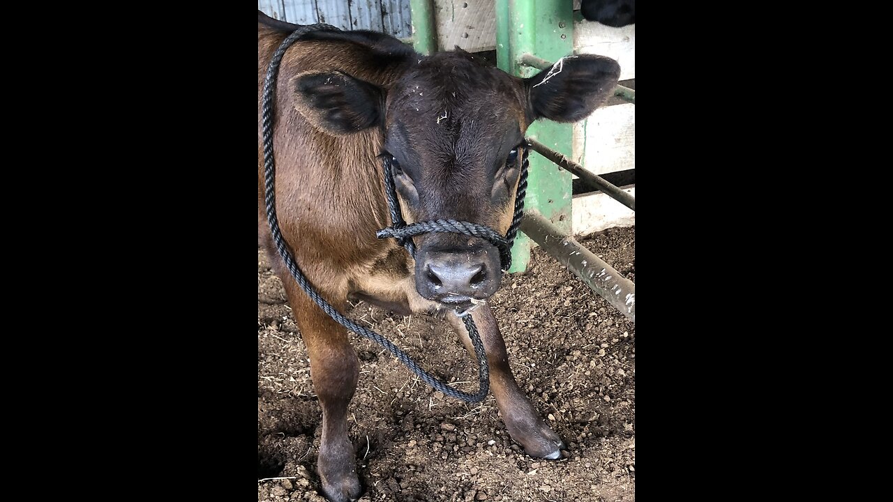 Halter Breaking Lillian