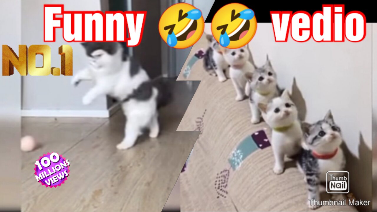 More cat-Funny Cute Baby cat 😺 compilation