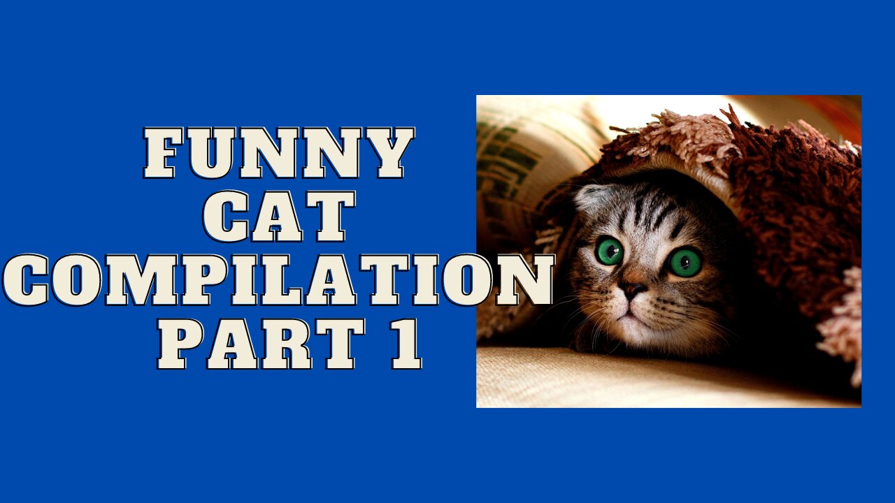 Funny Cats Will Make You Laugh For Hours|Funny Cat Compilation