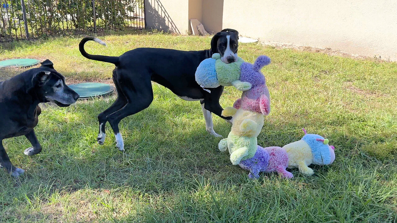 Funny Great Danes Take Jumbo Caterpillar Toy Out To Play Tag