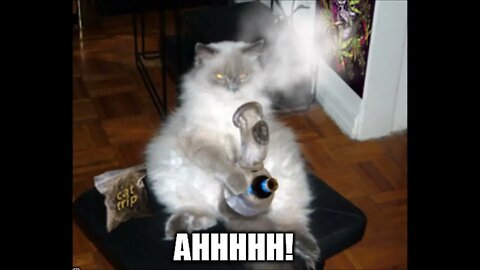 catnip time
