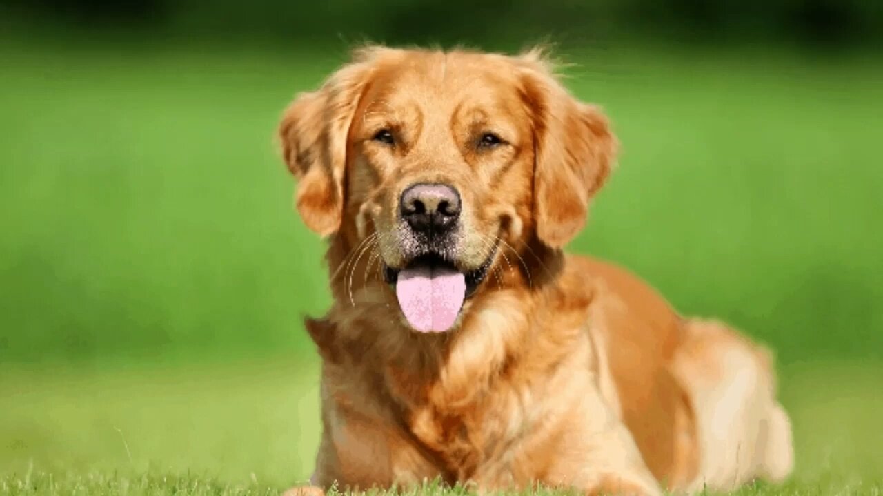 Best funny and cute videos of Golden Retrievers