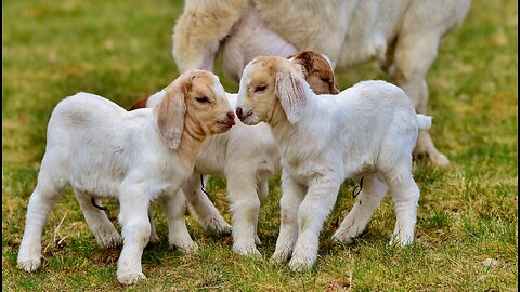 Baby duck,goat Funny videos| Lovely baby goat videos and Baby goat,little birds