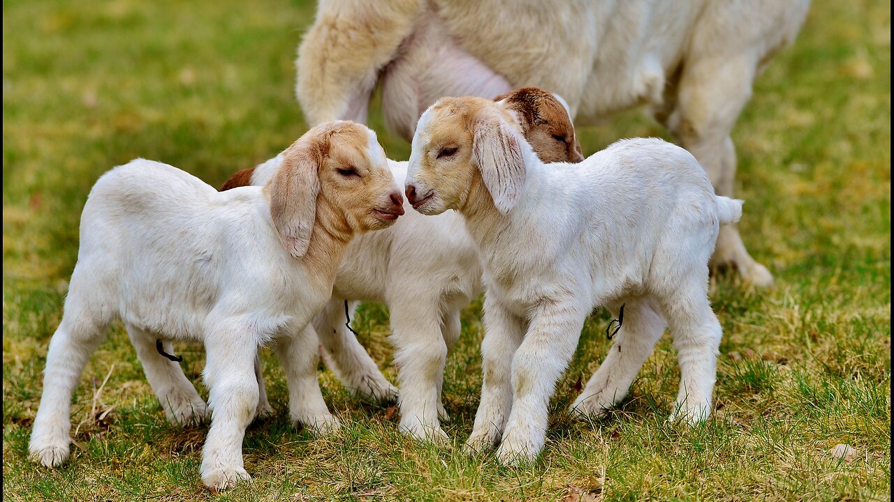 Baby duck,goat Funny videos| Lovely baby goat videos and Baby goat,little birds