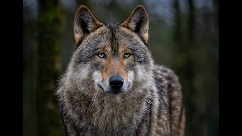 The Enigmatic World of Wolves: Guardians of the Wild....... #38