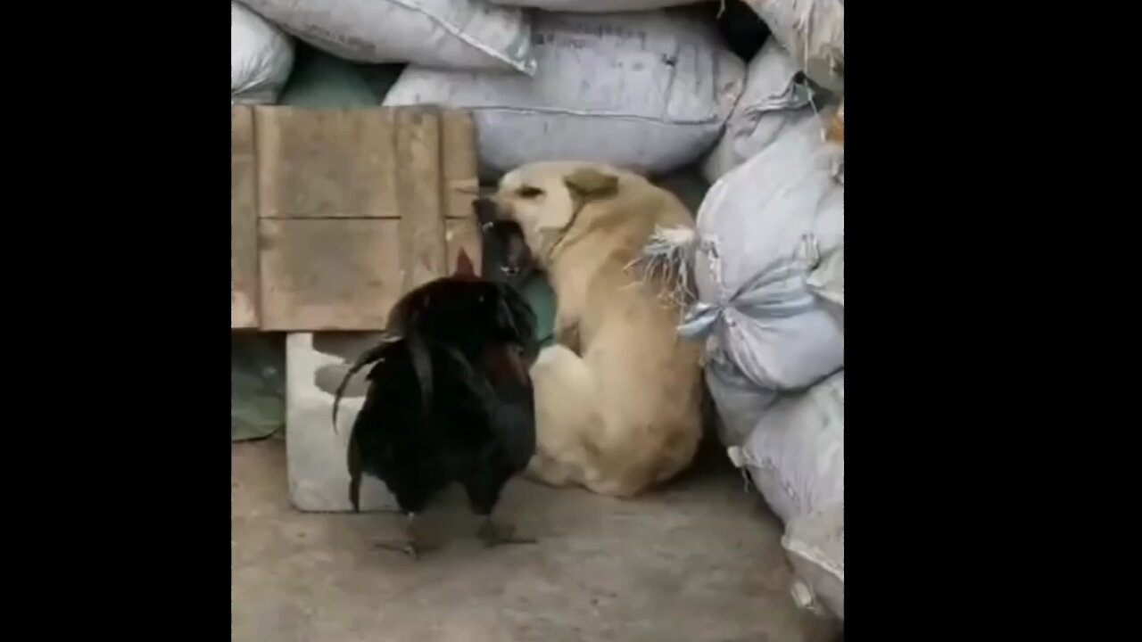 Chicken 🐔 V/S Dog Fight #funnymoment @iloveanimals