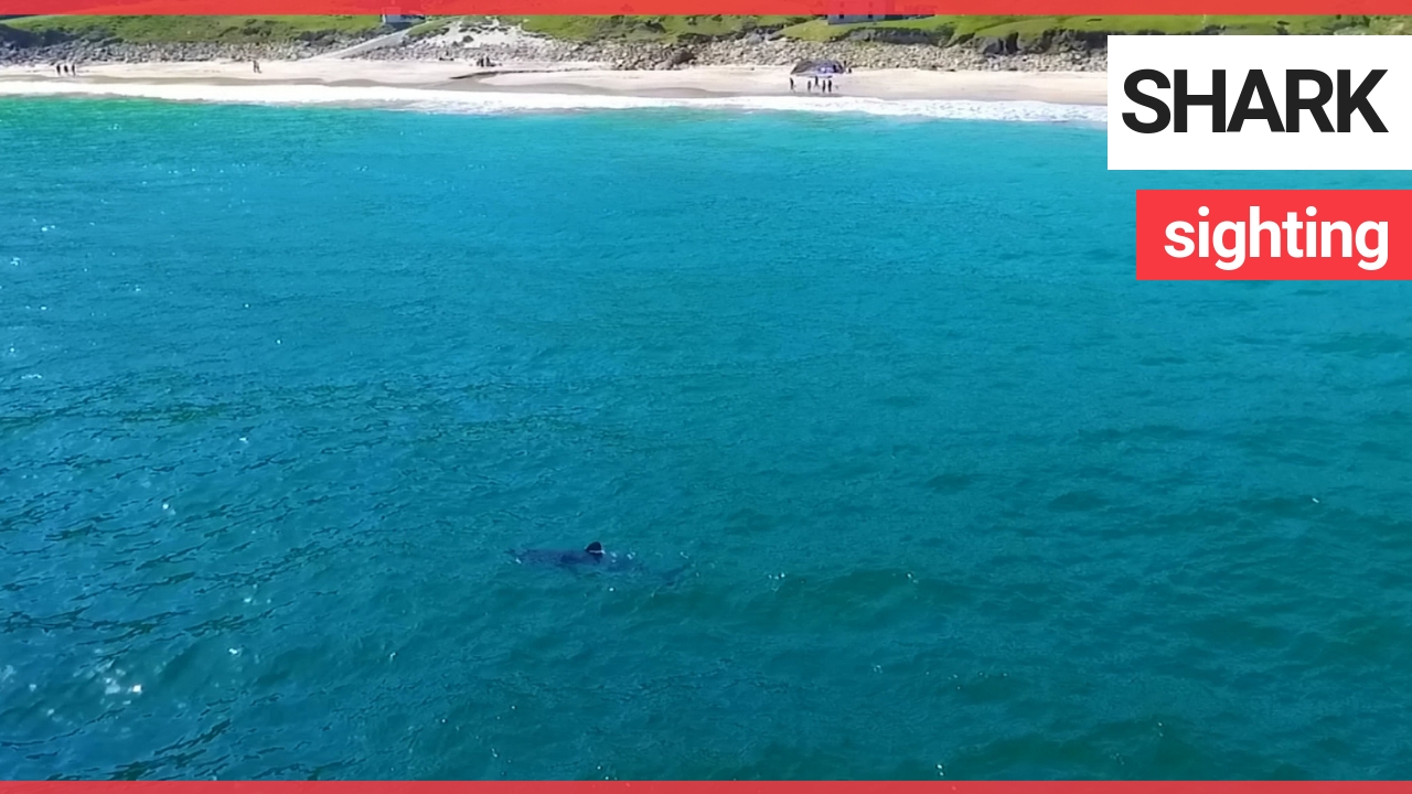 Watch stunning clip of huge seven metre basking shark prowling the Irish coastline