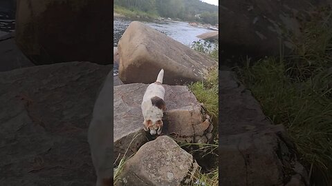 Mountain Goat Maddy... 🤣