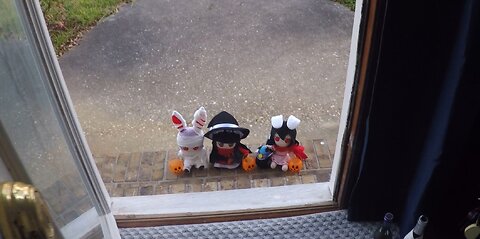 Trick or Treat Rabbits