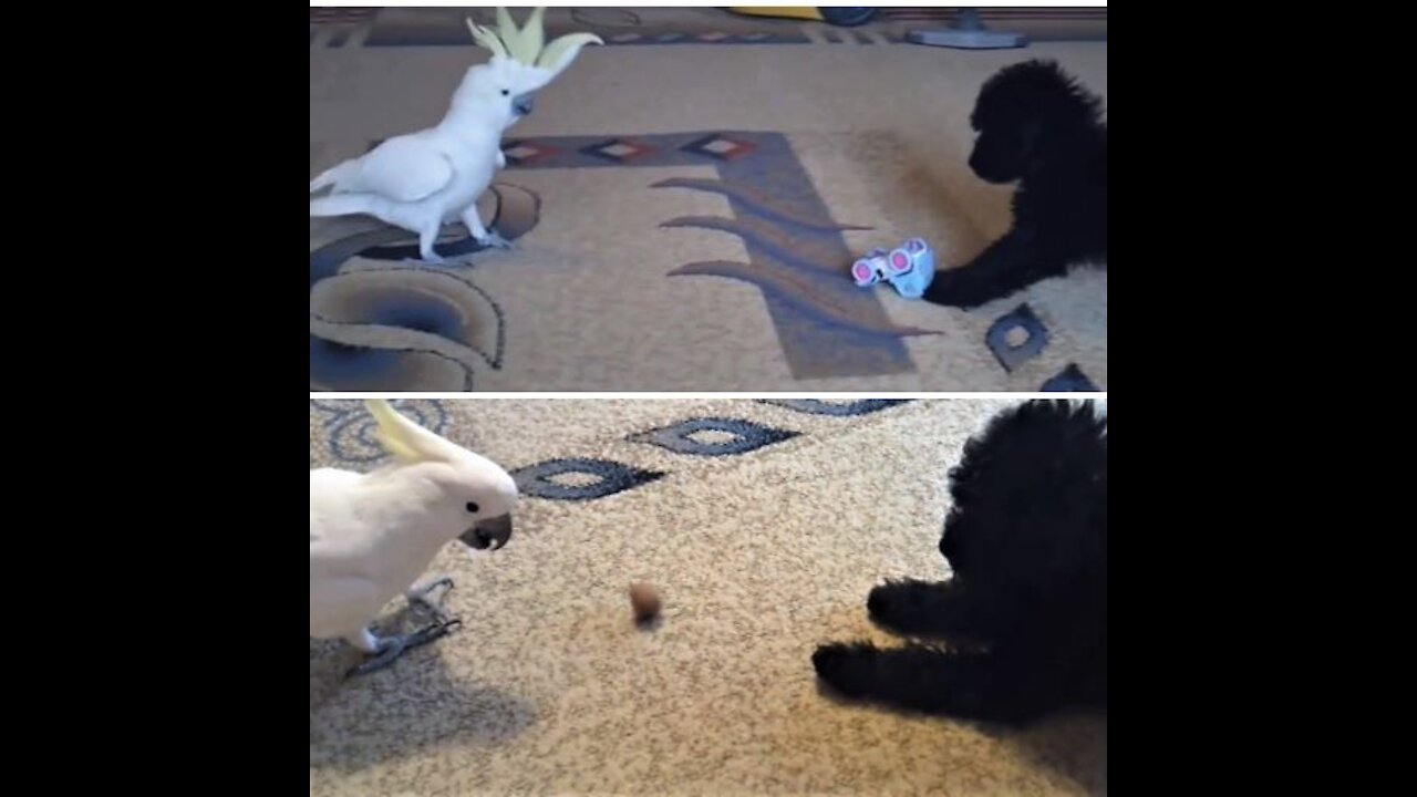 happy puppy playing with a parrot