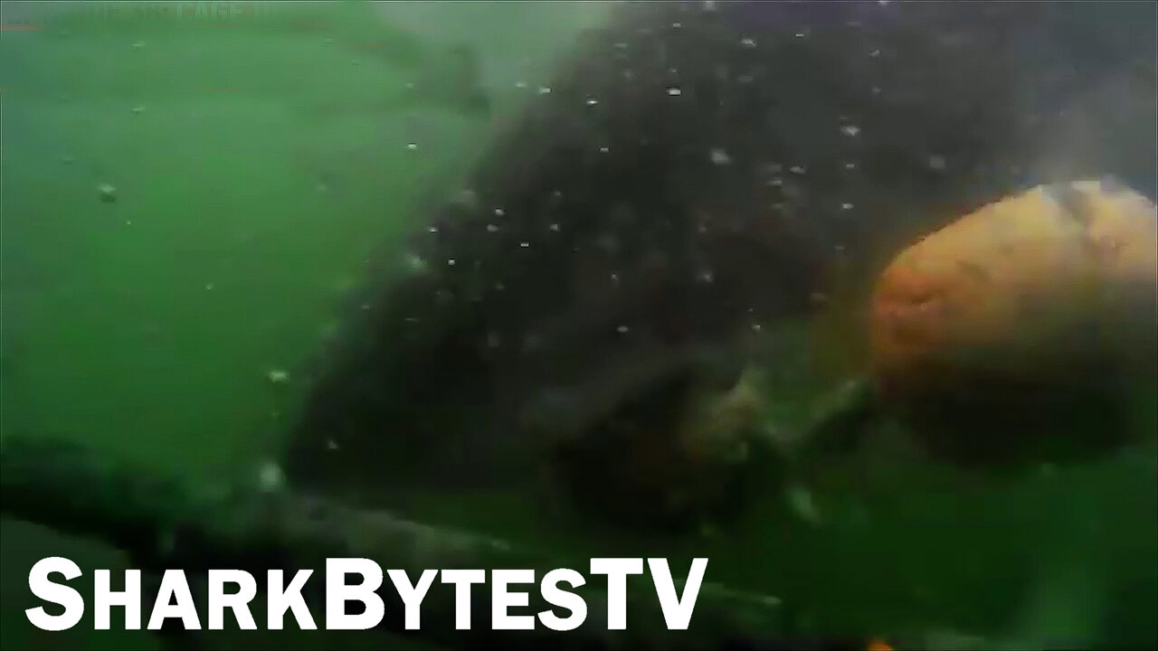 Submarine Sharks Caught on Camera, Shark Bytes TV Ep 38, Great White Slams Cage