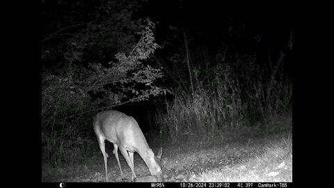 Deer 10-26-2024