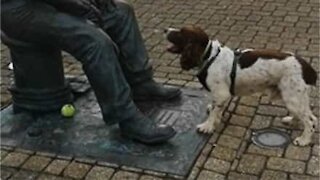 Ce chien ne choisi pas la meilleure personne pour lui renvoyer sa balle