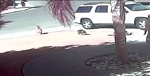 Funny Super Cat Saves Toddler From Dog Attack