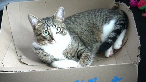 Kitten Owns and Eats a Cardboard Box