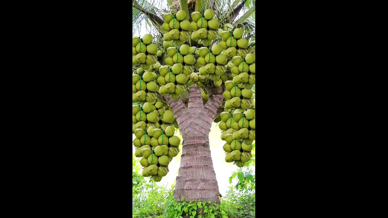 coconut tree