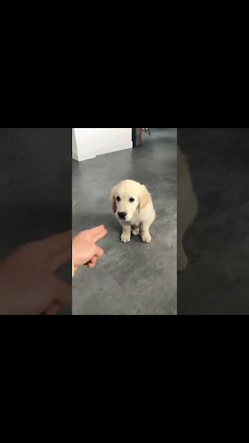 OKAY I'M DEAD 😂😂 FUNNY DOG VIDEO