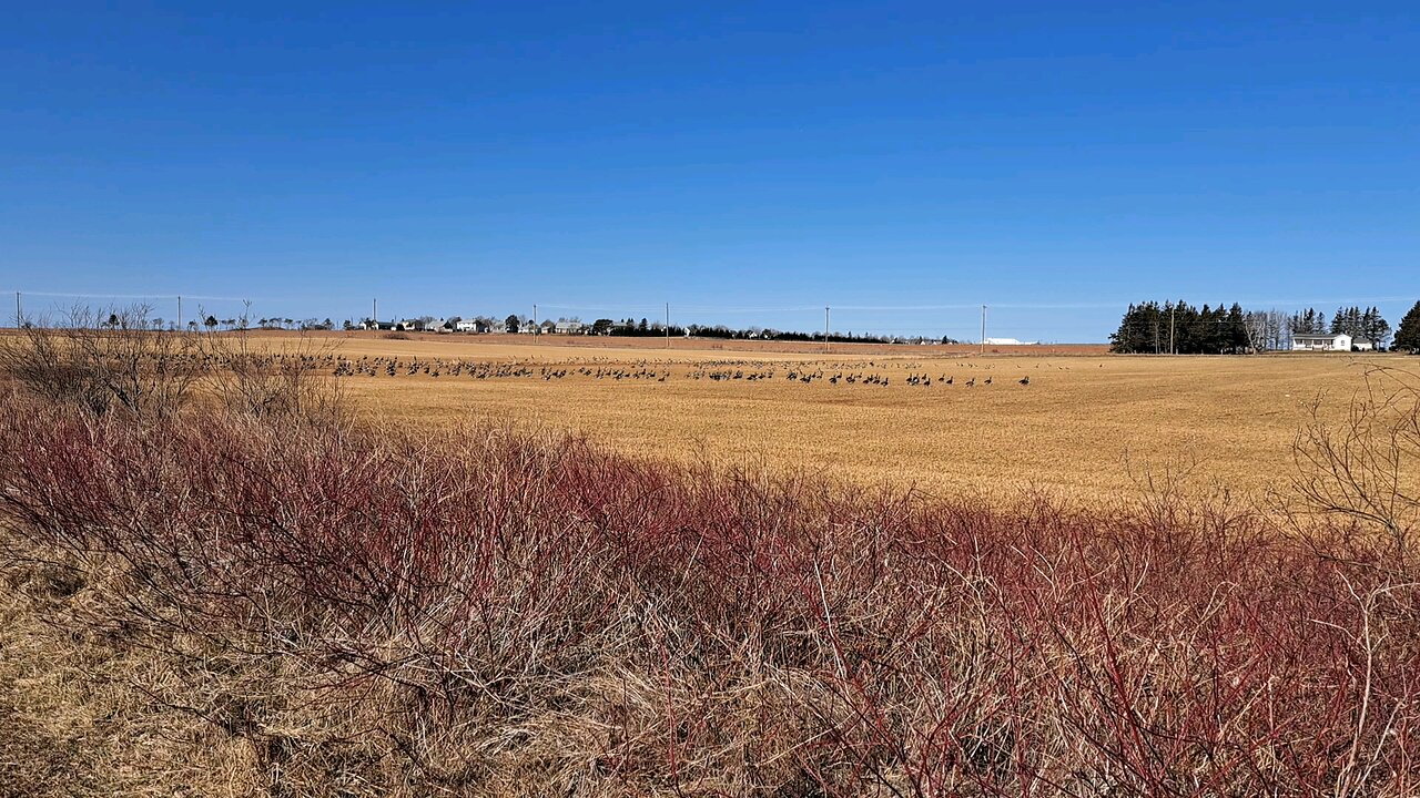 Canada Geese Take Flight