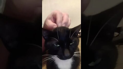 moonpie is a cat loaf #shorts #shortsvideo #shortsfeed #youtubeshorts #catvideos #cat