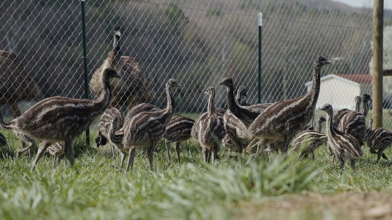 Gum Creek Emus