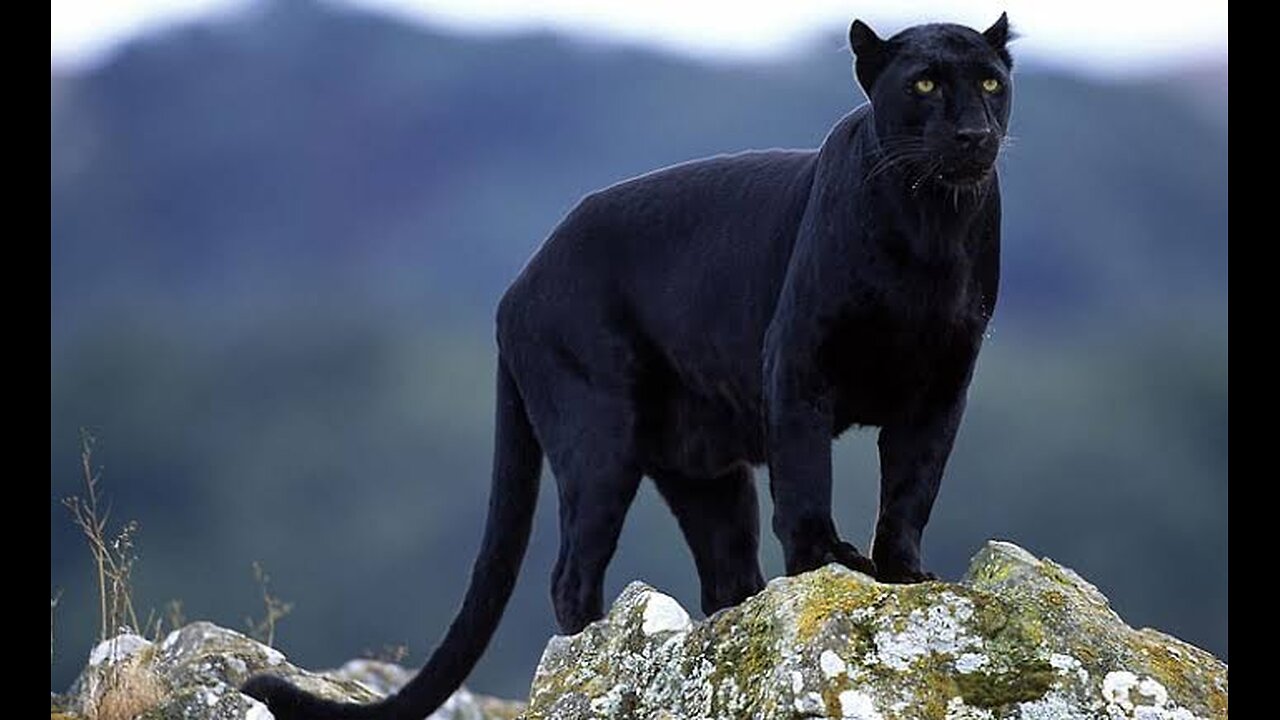 "Onyx Majesty: Hiding in the Shadows | The Real Black Panther | National Geographic Wild UK" #75