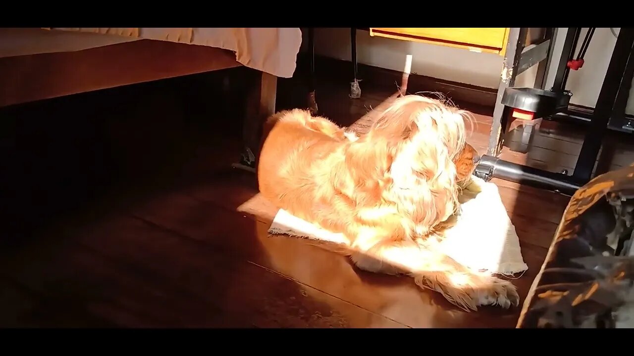 golden dog(5)