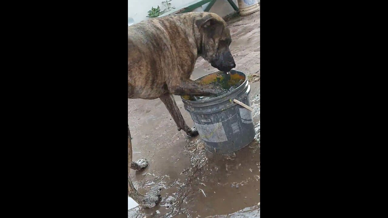 My dog ​​Akira needs to cool off