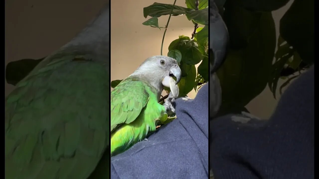 Ella is a pumpkin seed monster