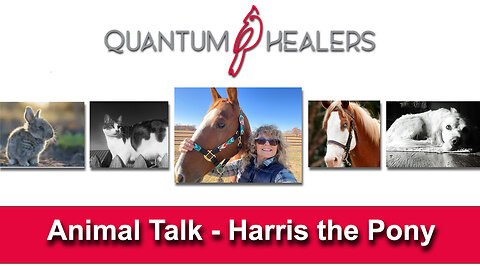 Animal Talk - Harris The Pony