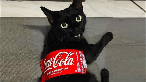 Try Not To Laugh 🤣 New Funny Cats Video 😹 - Funny And Cute Cat's Life