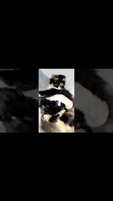 Kitten's For Sale In Multan #persian #kittens #cutecat #cat #cutecats #kittensmeowing
