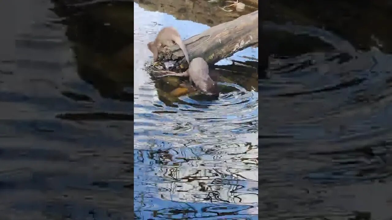 Otters in Blackpool zoo